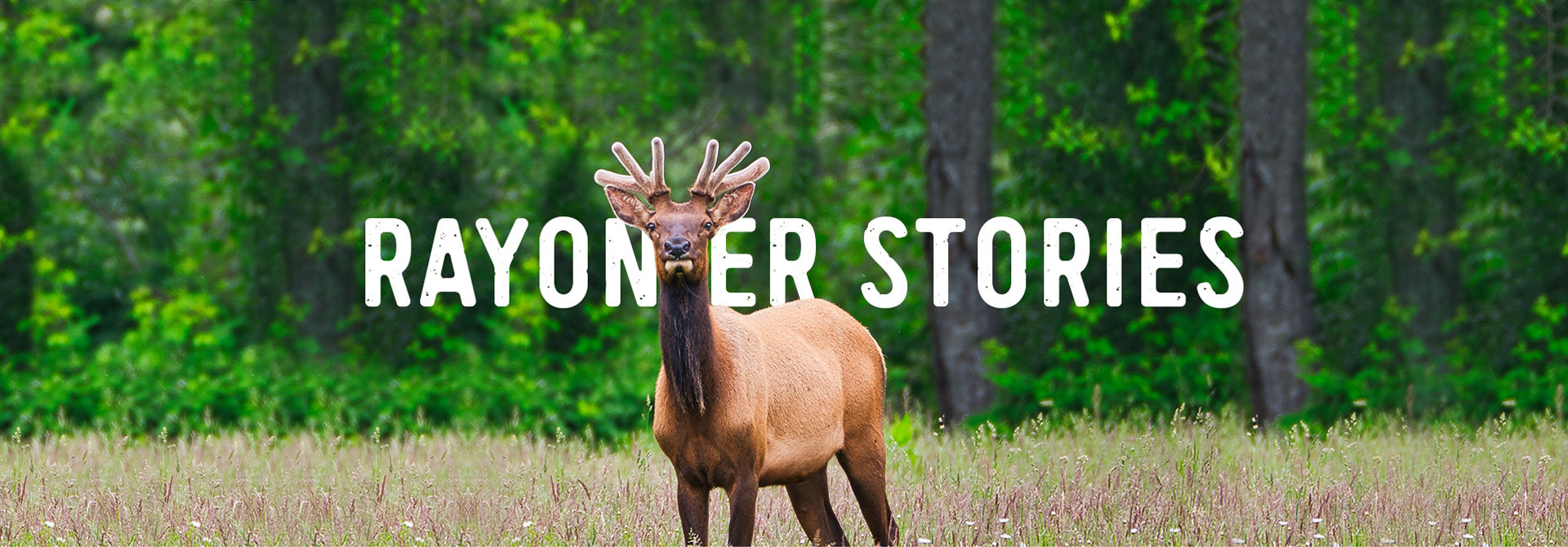 Deer in a forest with title: New England Forestry Stories