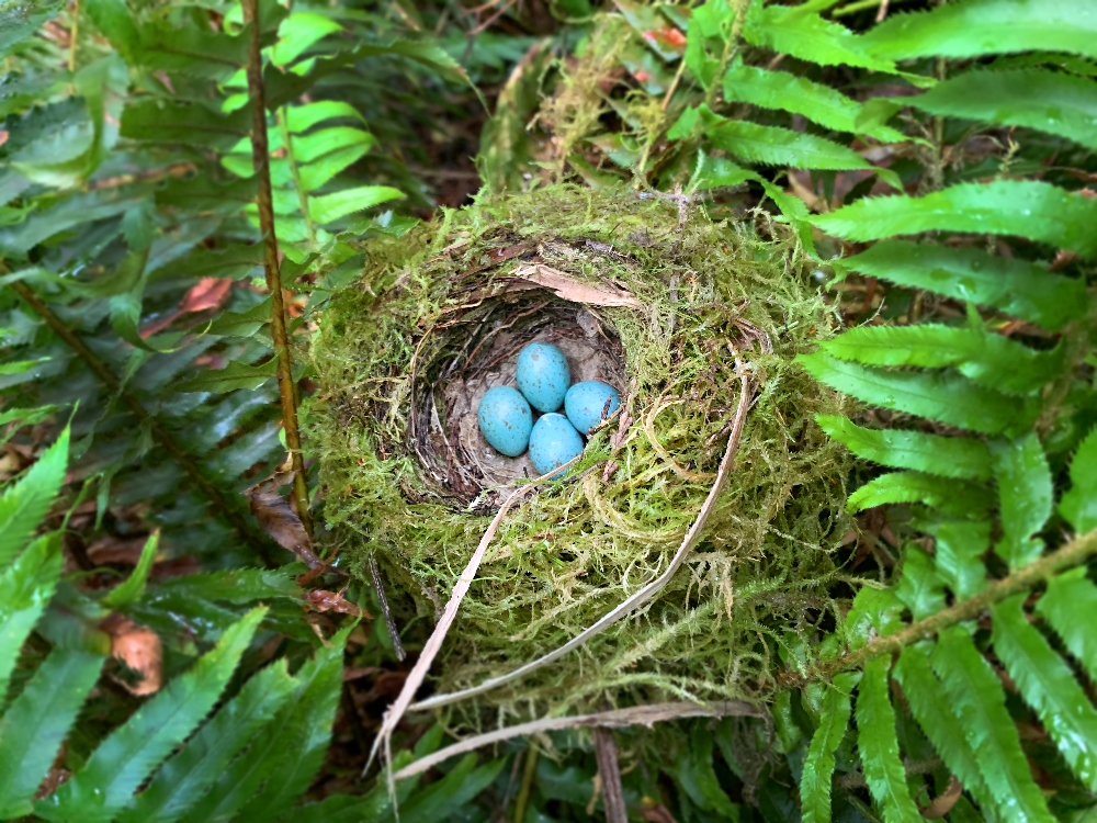 Robins Eggs and Nest in New England Forestry Tree Farm Oregon