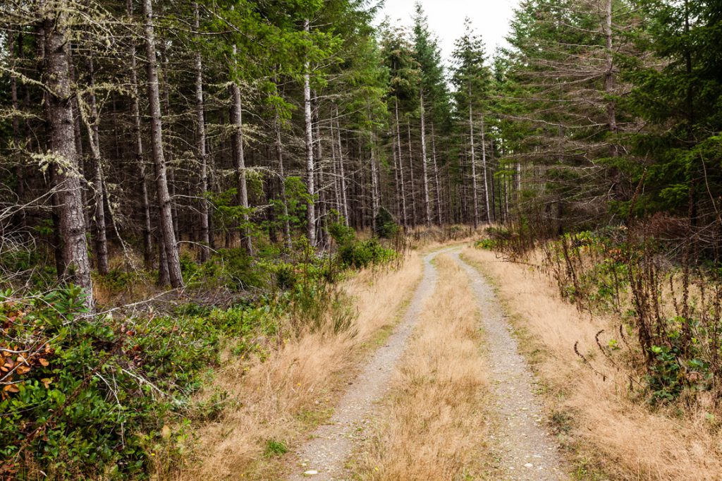 Forest Road Fire Prevention