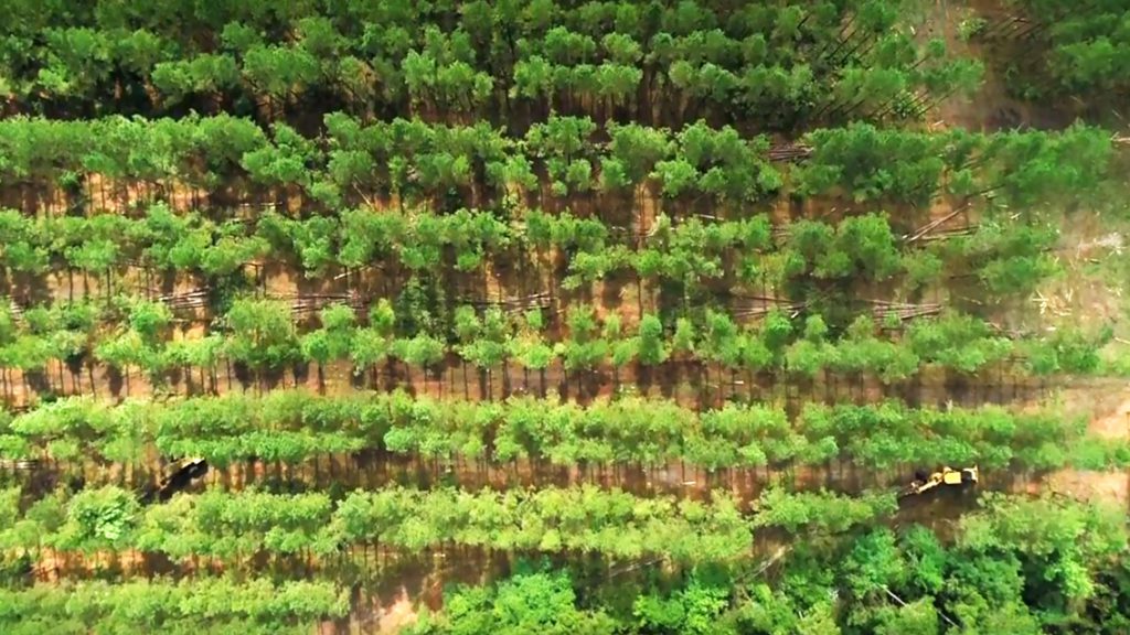 Thinning Trees Fire Prevention