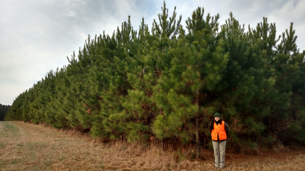 Studying forestry in the forest