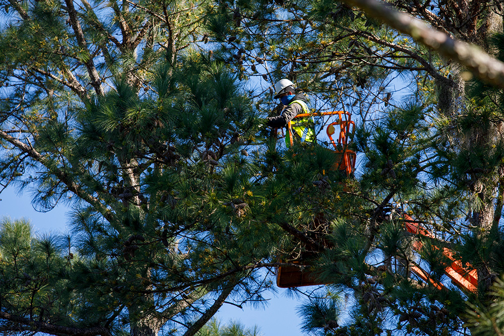 Person in hydraulic lift clipping pollen catkins from tree branches