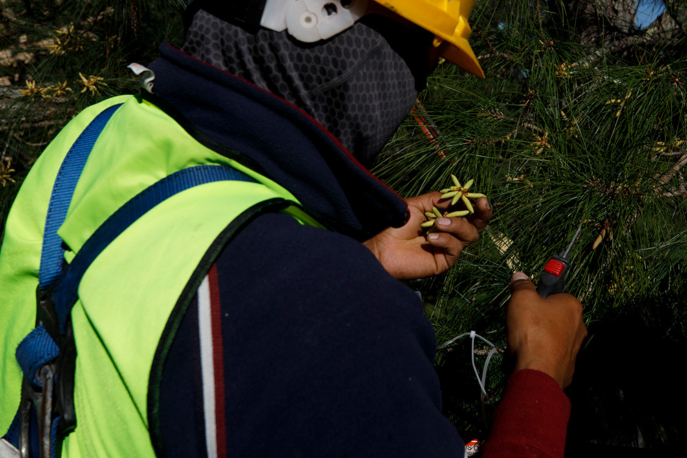 Person clipping pollen catkins from tree branches