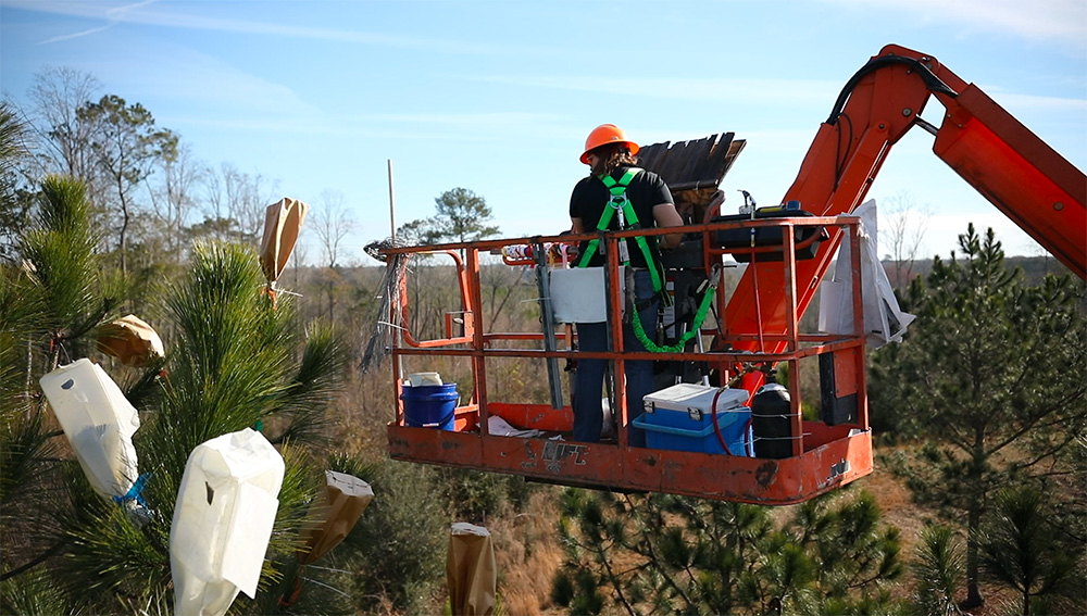 Forester in hydraulic lift adding pollen to bags covering baby pinecone flowers