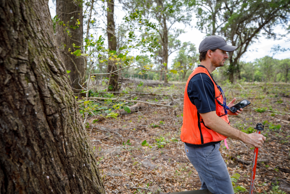 Wes cruises timber to evaluate inventory
