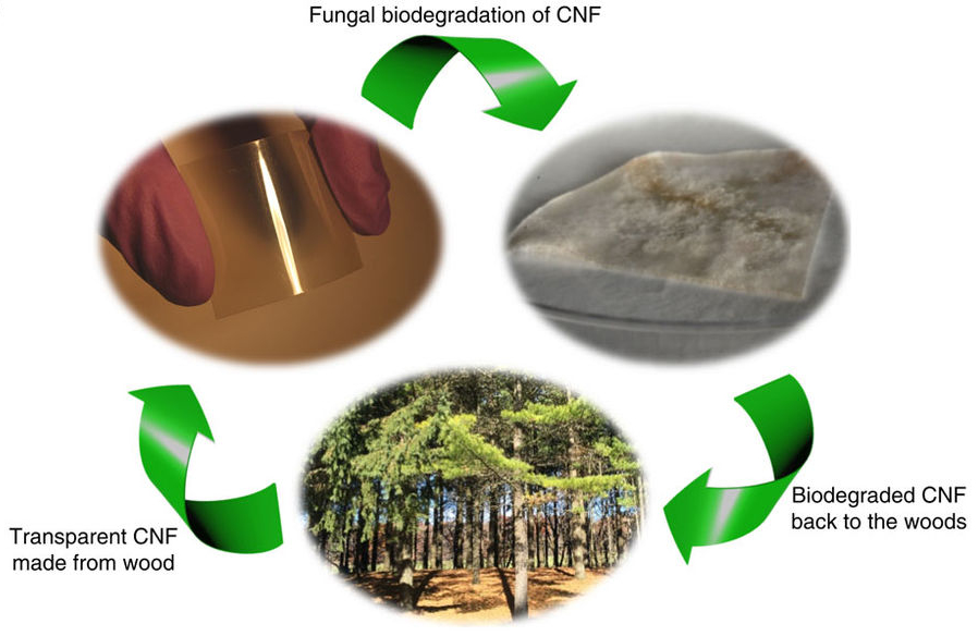 Diagram of nanocellulose lifecycle