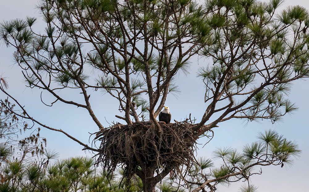 Eagle looking out of nest in tall pine tree