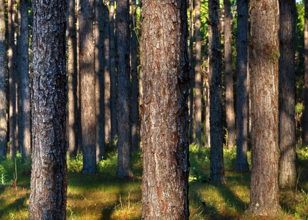 Ground-level view of pine trees in a New England Forestry forest.