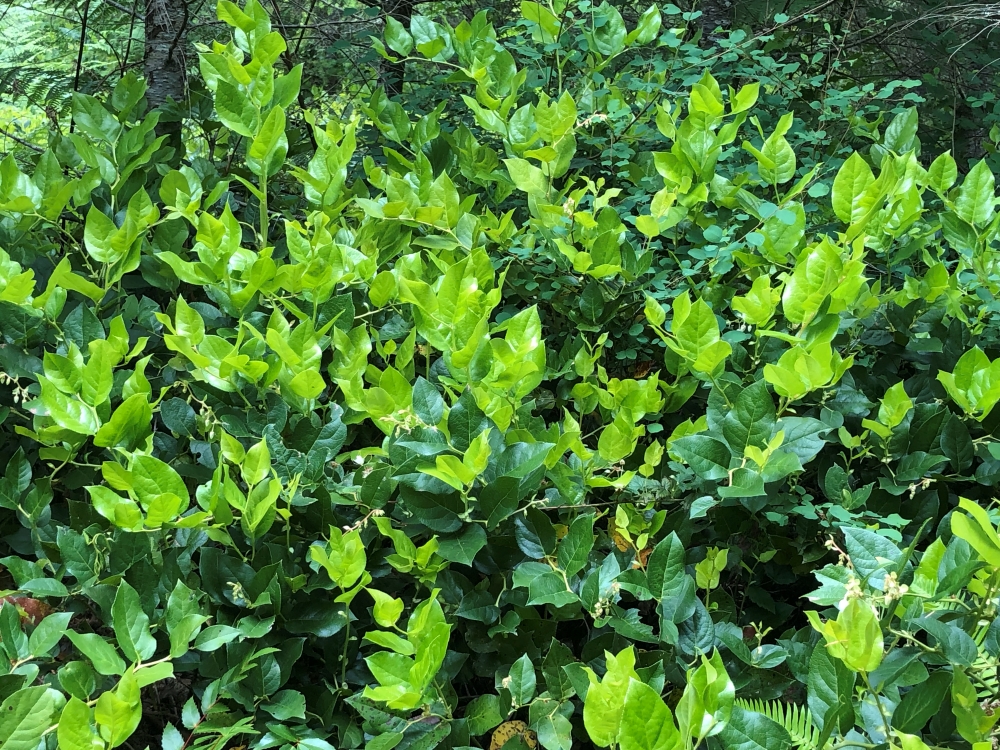 Salad growing wild in Pacific Northwest Forest