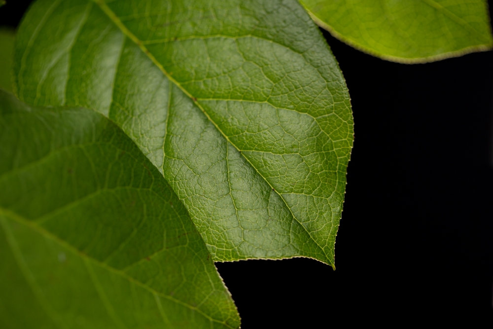 salal leaf close up
